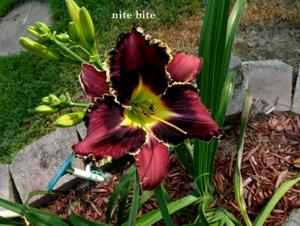 Nite Bite (Lambertson, 2011)